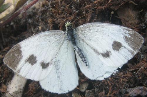 Réf. 212 533 : Pieris mannii